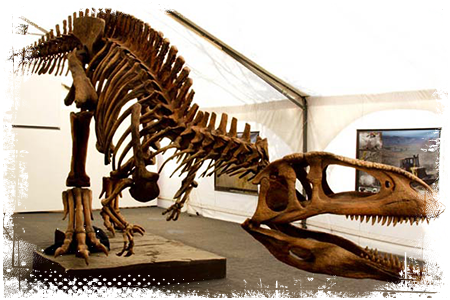 Albertozaur  szkielet