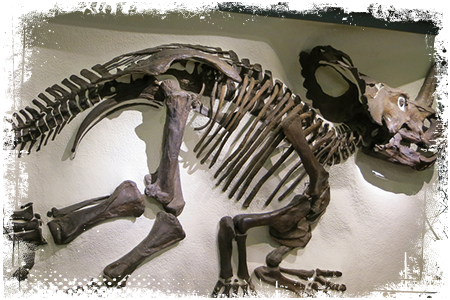 Centrozaur szkielet