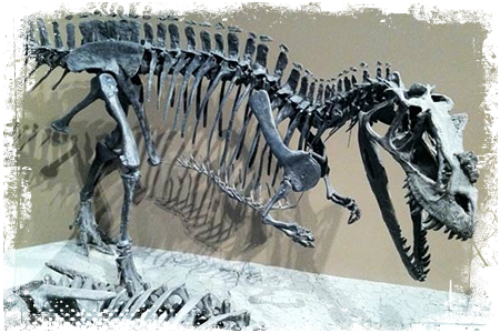 Ceratozaur szkielet