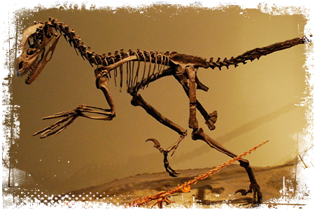 Deinonych szkielet