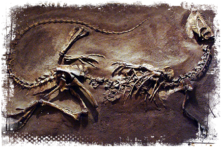 Dilofozaur szkielet