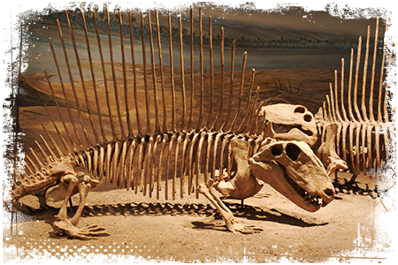 Dimetrodon szkielet