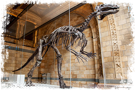 Iguanodon szkielet
