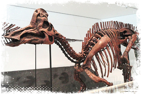 Korytozaur szkielet