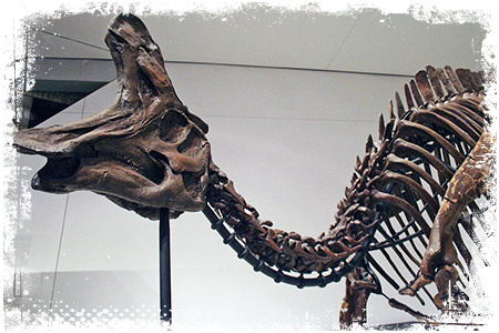 Lambeozaur szkielet
