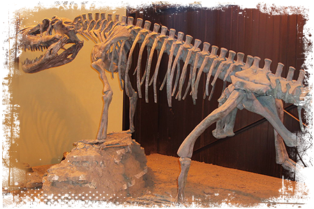 Ornithosuchus szkielet