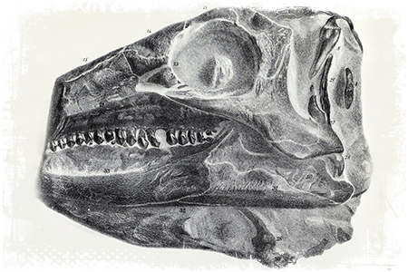 Scelidozaur szkielet