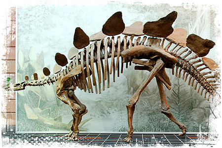 Stegozaur szkielet
