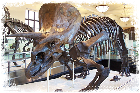 Triceratops szkielet