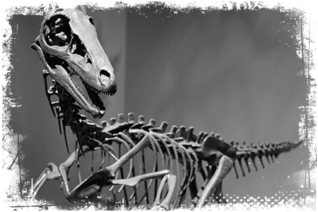 Troodon szkielet