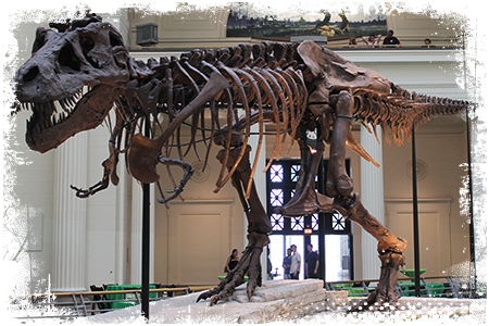 Tyranozaur szkielet